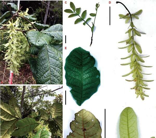 Two new Engelhardia species of big tree reported