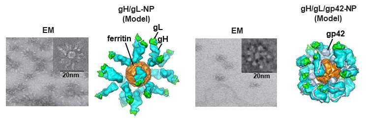 Two new Epstein-Barr virus vaccines induce neutralizing antibodies in mice
