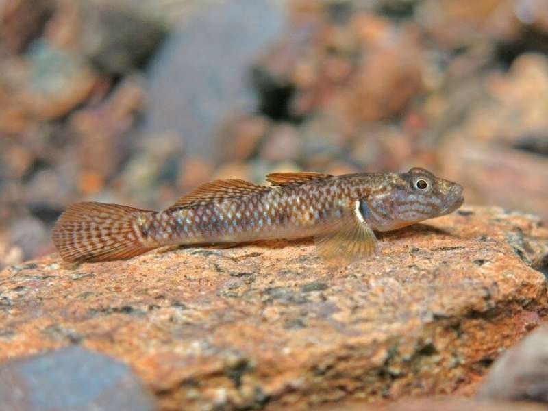 Two new species of freshwater goby fish discovered in Palawan, Philippines
