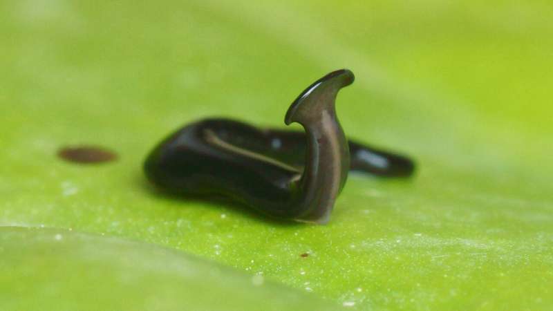 Two new species of potentially invasive hammerhead flatworms from Europe (France and Italy) and Africa (Mayotte)