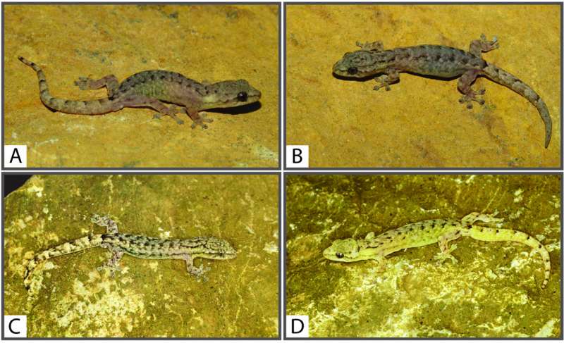 Two new species of slender gecko reported from Yunnan karsts