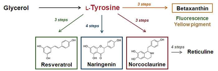 Tyrosine chassis for sustainable, high-yield production of useful compounds in yeast smart cells