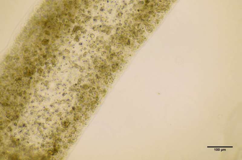 دانشمندان UBC نحوه پرینت سه بعدی سلول های بیضه را کشف کردند