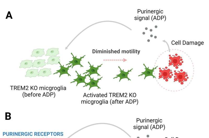 UCI-led study reveals how TREM2 gene mutation in brain microglia immune cells can increase Alzheimer's risk