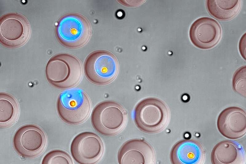 Nanotechnology enables single-cell sorting by function