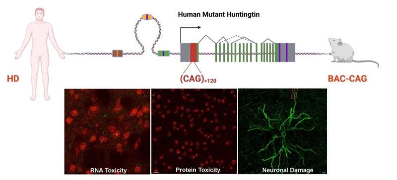 UCLA Health team develops new mouse model to shed light on the mystery surrounding Huntington's disease onset and improve the ta