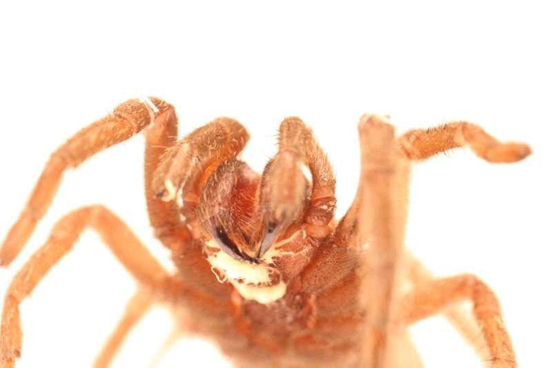 UCR scientists discover tarantula-killing worms