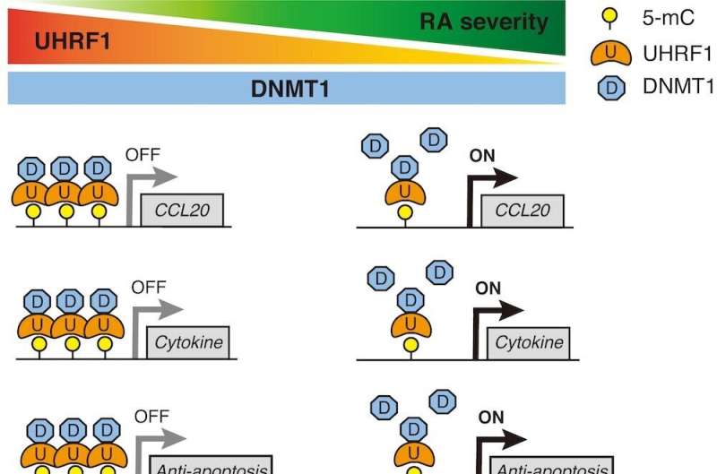 UHRF1 پاتوژنزها را در آرتریت روماتوئید سرکوب می کند