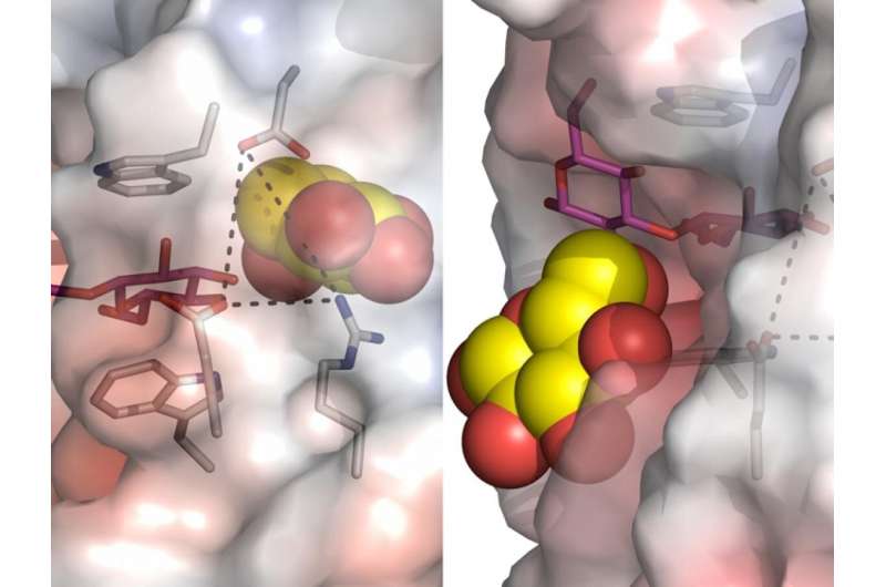 Ultra-fast plant enzyme dynamics leads to breakthroughs
