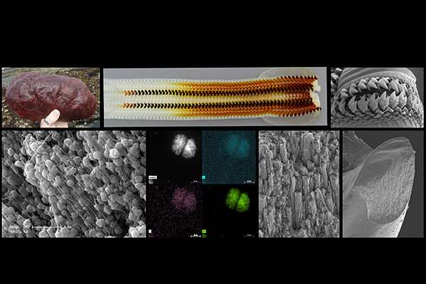 Ultrahard chiton teeth discovery offers clues to next-generation advanced materials