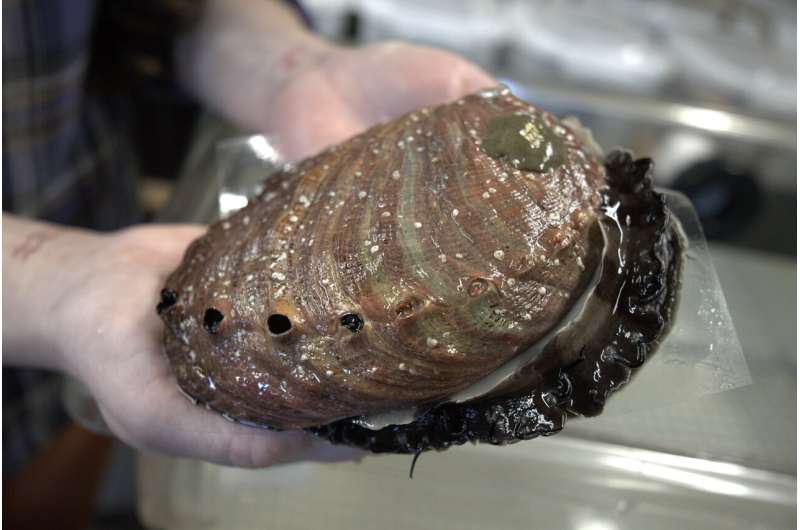 Ultrasounds Proven an Effective, Hands-off Way to Help Spawn Endangered Abalone