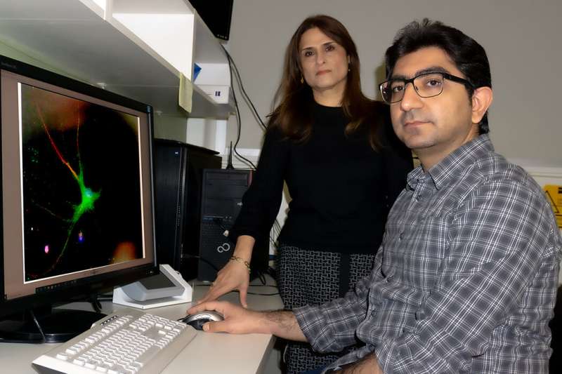محققان دانشگاه UM درمان جدیدی با سلول های بنیادی برای درمان آسیب های نخاعی ایجاد کردند