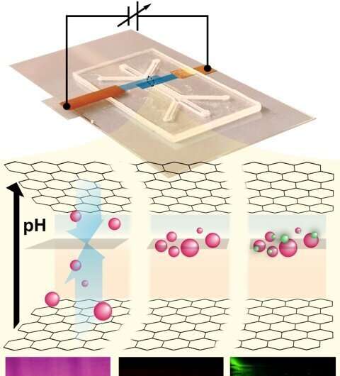 UMass Amherst researcher uses graphene for same-time, same-position biomolecule isolation and sensing