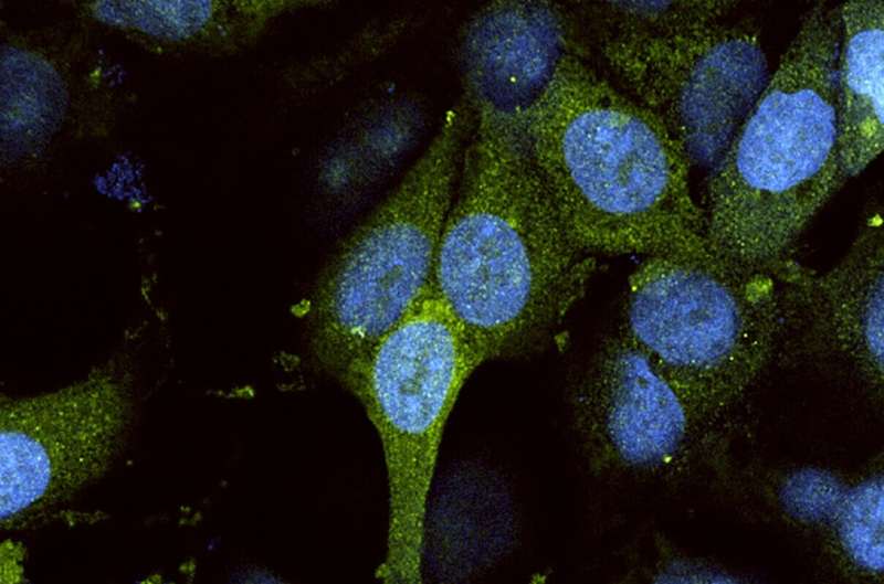 Stop Making Cells: Study Advances Knowledge about Cell