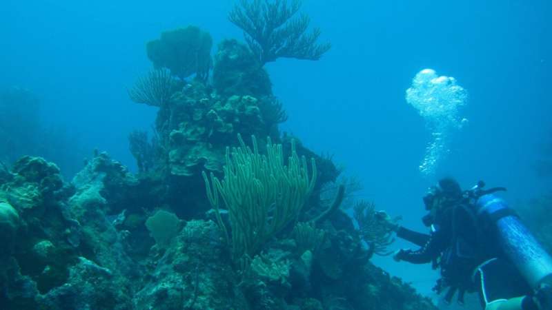 Unchecked ocean warming threatens many Gulf of Mexico and Caribbean corals