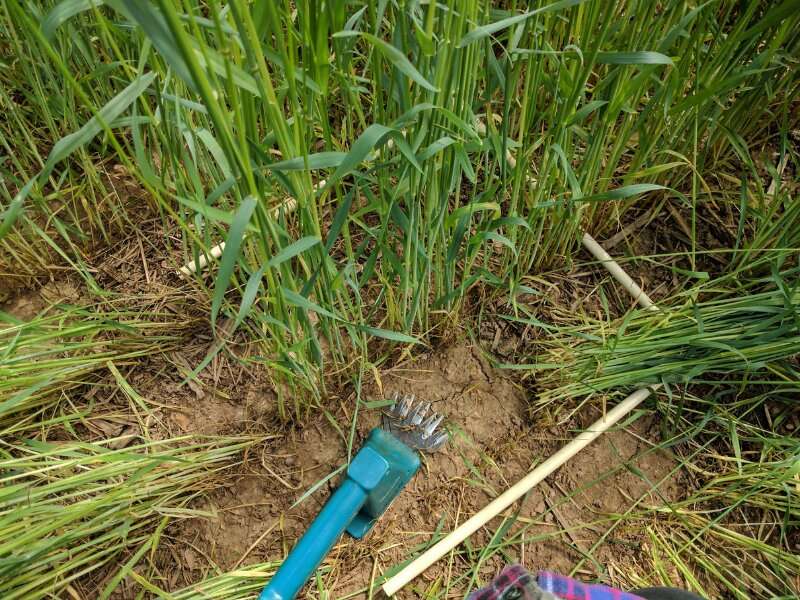 Uncovering best practices for cover crops to optimize crop production