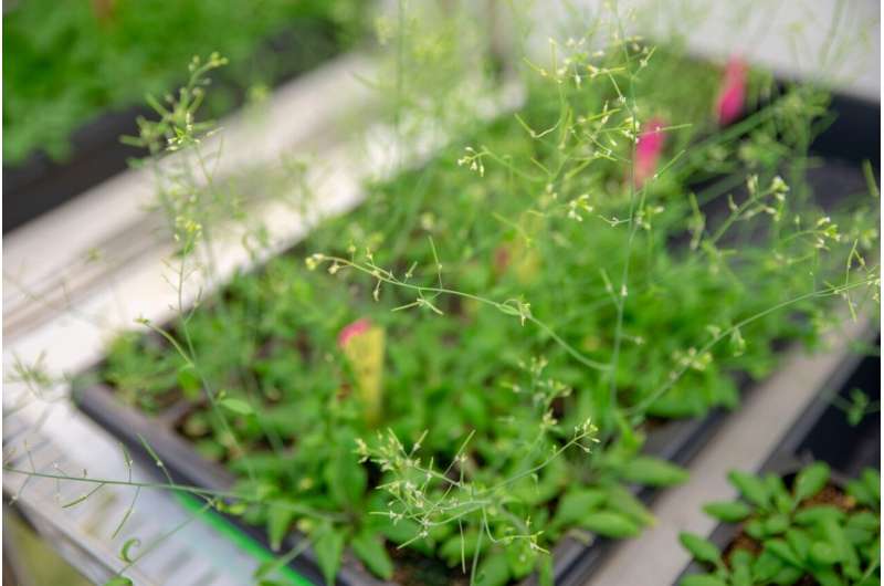 Uncovering the mysteries of methylation in plants