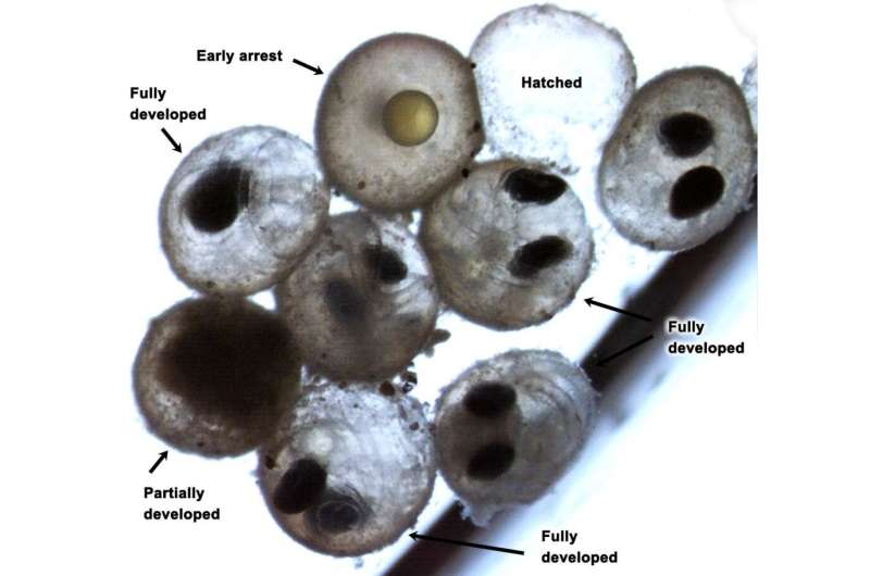 Under ocean acidification, embryos of a key forage fish struggle to hatch