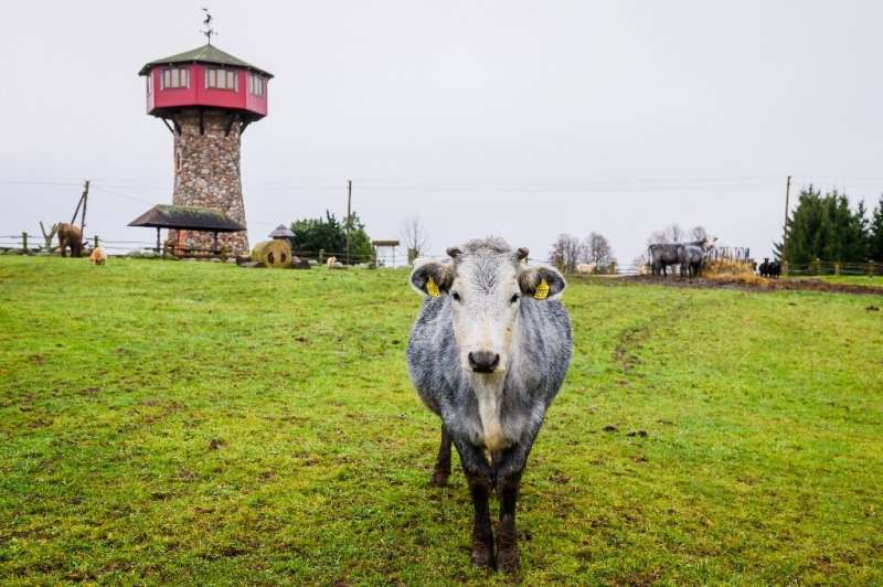Latvia's symbolic blue cow back from the brink Under-the-soviets-emph