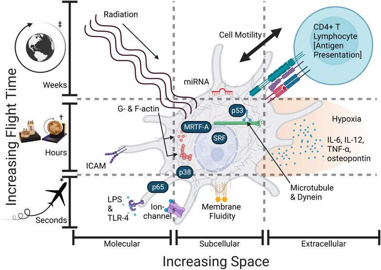 Undergrad publishes theory on immune dysfunction in space
