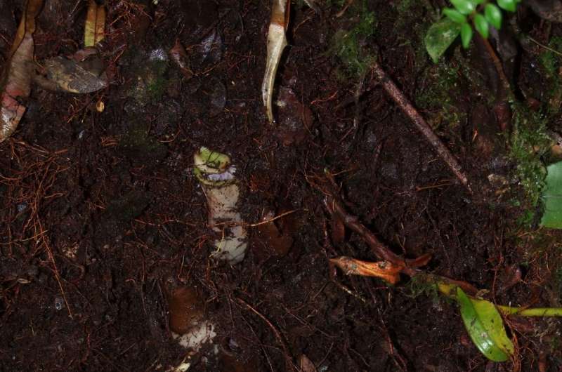 Underground carnivore: the first species of pitcher plant to dine on subterranean prey
