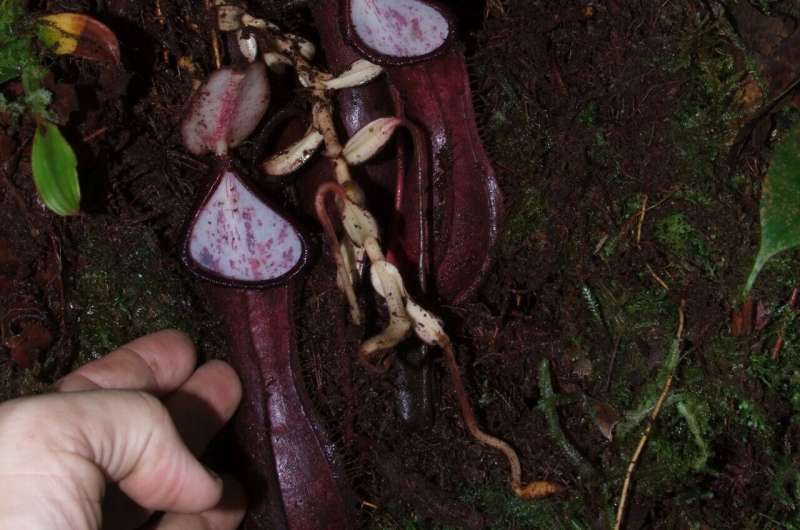 Underground carnivore: the first species of pitcher plant to dine on subterranean prey