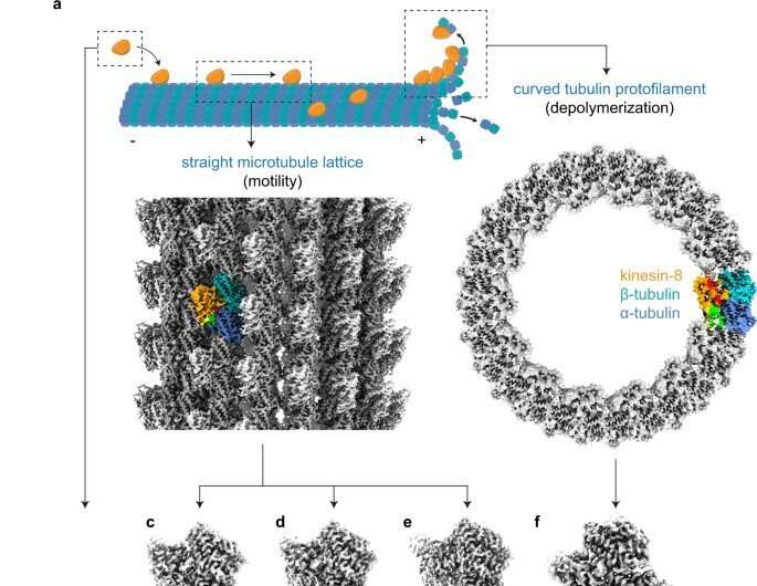 Understanding how motor proteins shape our cells