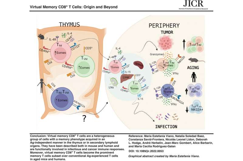 Understanding virtual memory CD8+ T Cells