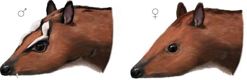 Unexpected differences between males and females in early mouse deer