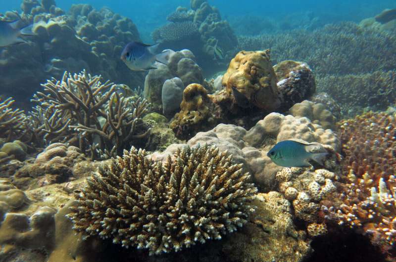 Unexpected hope for millions as bleached coral reefs continue to supply nutritious seafood