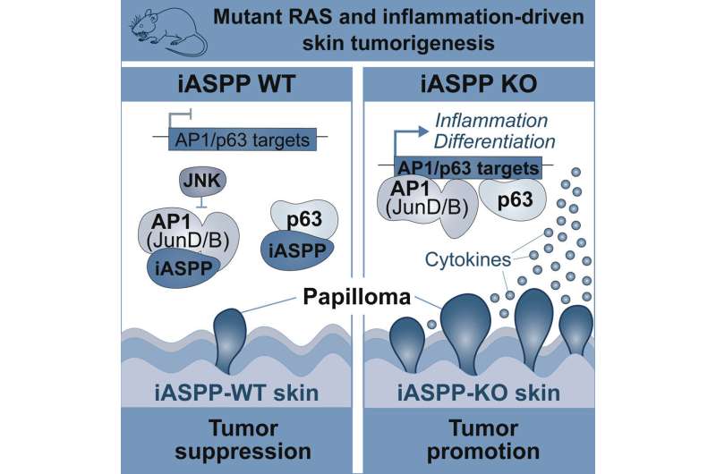 Unexpected role of iASPP as a tumor suppressor