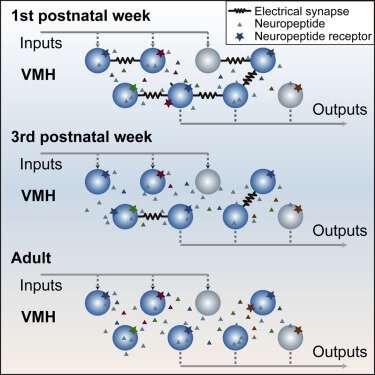Unique design of the neural microcircuit in the ventromedial hypothalamus revealed in mouse model