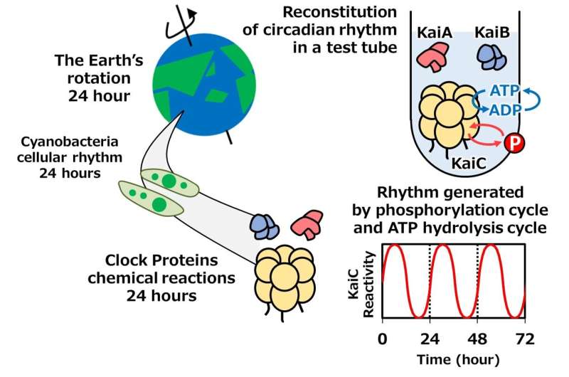 Unlocking complex workings of the biological clock