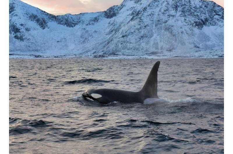 Unlocking the secrets of killer whale diets and their role in climate change