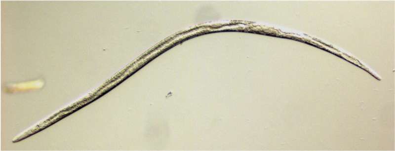Detecting sex determination in the Bursaphelenchus nematode: a path toward pest control