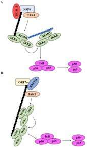Unraveling the molecular mechanisms underlying severe COVID-19