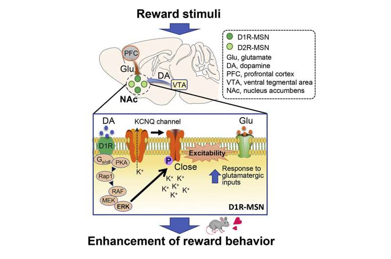 Unraveling the reward behavior: mechanisms underlying the dopamine signaling pathway