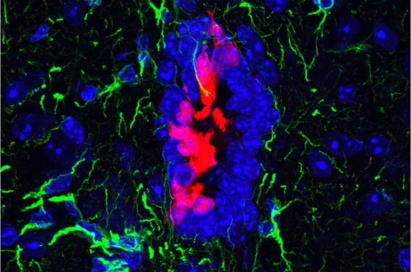 Untapped potential of stem cells could aid repair of spinal cord damage