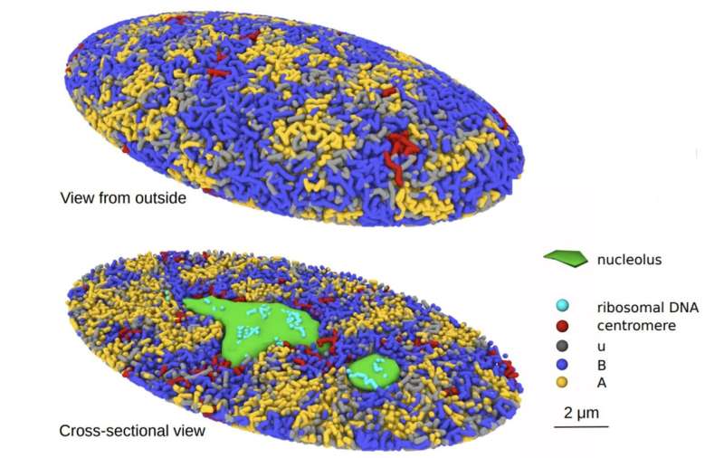 Unveiling the mysteries of the genome structure in the human cell nucleus using a 3D computational simulation