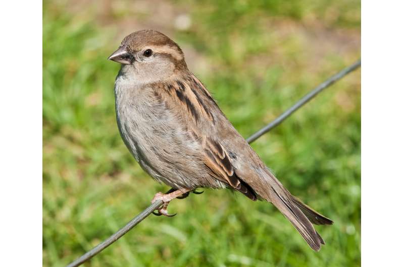 Urban density strongly correlates with house sparrow health
