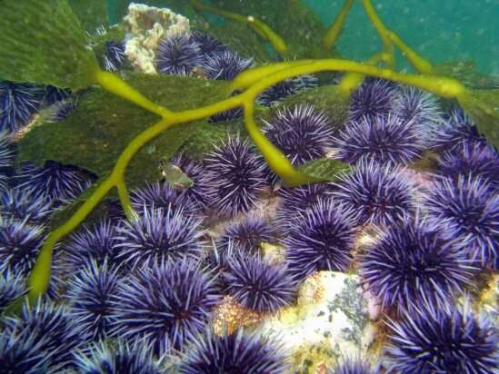 Urchins emerge to forage on living kelp when they can't catch kelp scraps, mowing down swaths of underwater forest