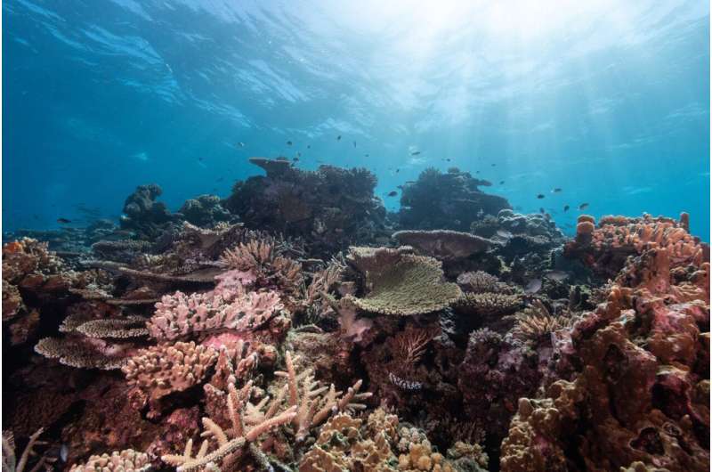 Urgent action required to protect world's coral reefs from disappearing within three decades, warn experts
