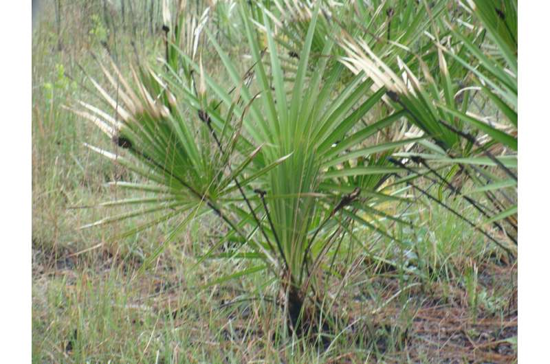 Urologists release consensus statements advocating for the role of saw palmetto extract to support prostate health