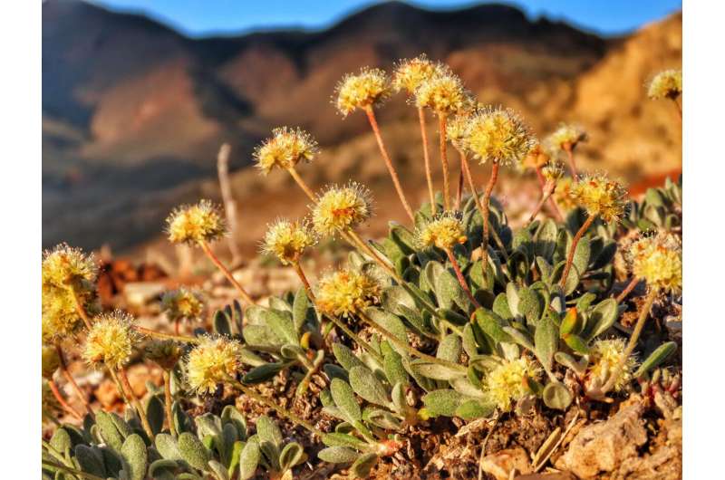 US backs rare flower habitat amid Nevada lithium mine fight