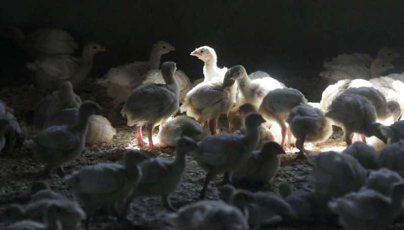 US bird flu case puts chicken, turkey farms on high alert