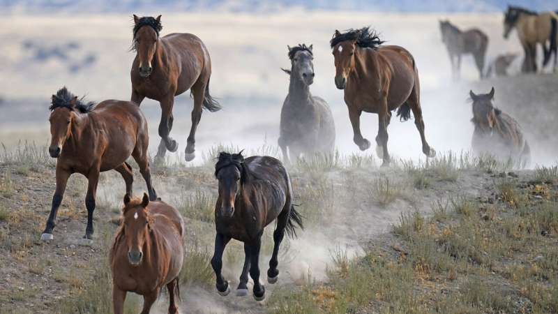 ایالات متحده امسال بیش از هر زمان دیگری تورهای اسب وحشی را برنامه ریزی می کند