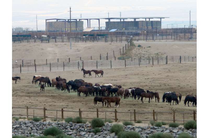 ایالات متحده امسال بیش از هر زمان دیگری تورهای اسب وحشی را برنامه ریزی می کند