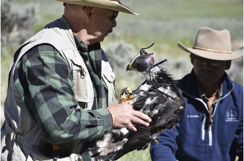 US proposal would permit eagle deaths as renewables expand