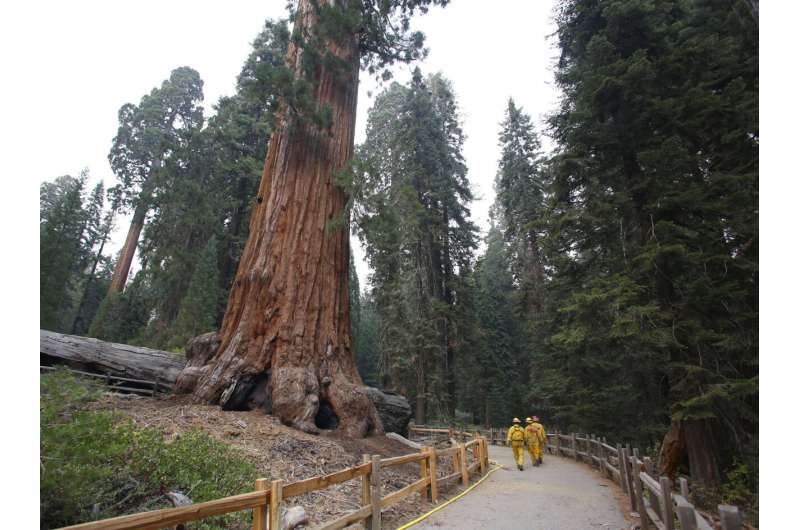 US takes emergency action to save sequoias from wildfires