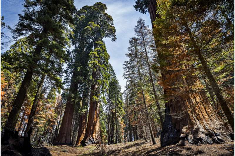 US takes emergency action to save sequoias from wildfires